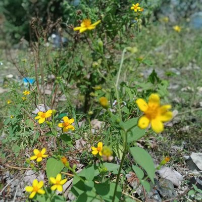 yellow Sun flowers 