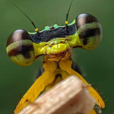 zygoptera