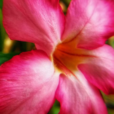 Adenium