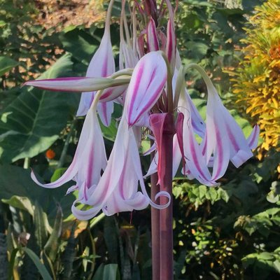 Amarilis