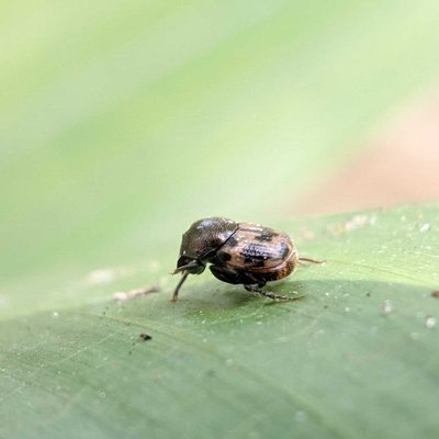 Coleoptera