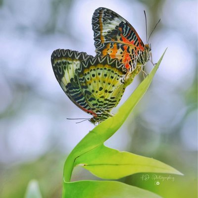 Kupu-kupu Biblis (Cethosia Biblis)