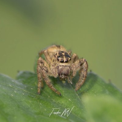 Baby Spider