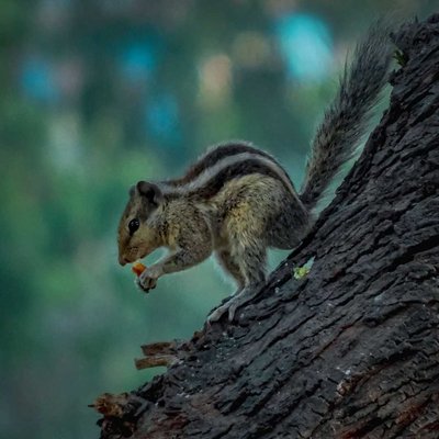 Indian palm squirrel.