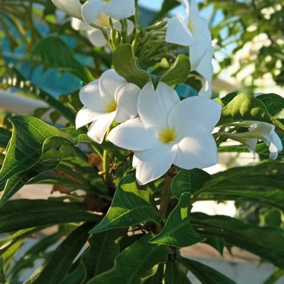 flowers beauty