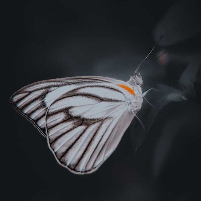 kupu-kupu