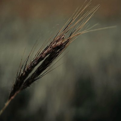 Macro photography