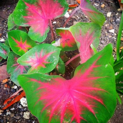 Keladi Merah