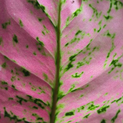guess the plant name 🪴