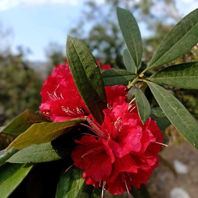 Rhododendron🍀