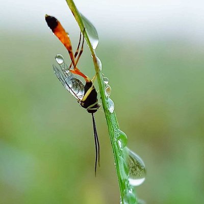 Dewy 💦🦟