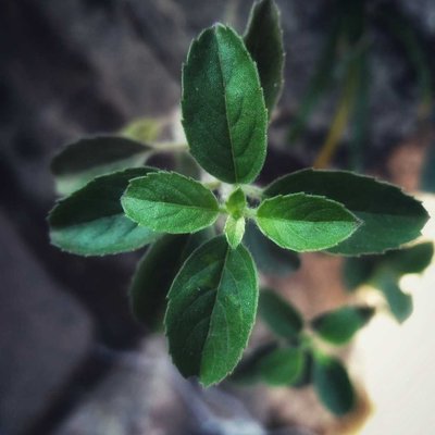 Tulsi 