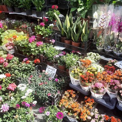 Çiçek Pazarı 🌺