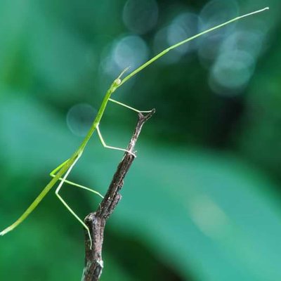 Walking Stick Insect