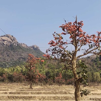 গজাবুরু পাহাড় 