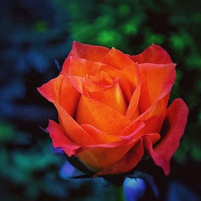orange rose