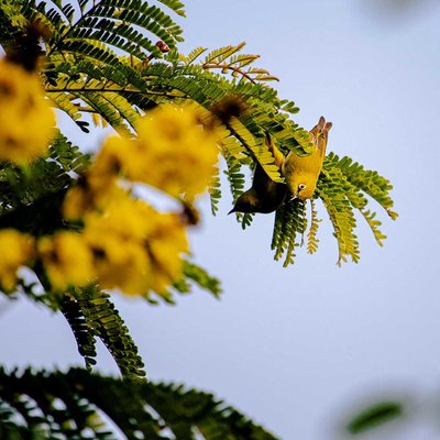 A frame of Yellow!!

