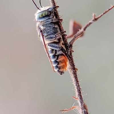 megachile