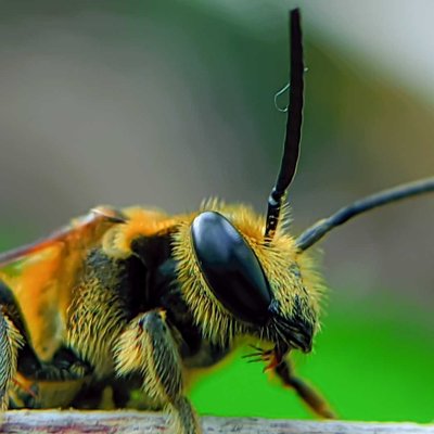 Honey bee 