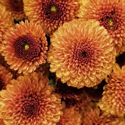Dahlia ( crisamtemum)