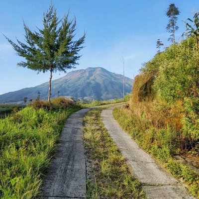 pohon jomblo