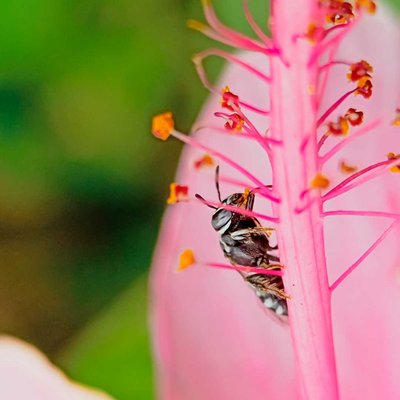 bee 🐝