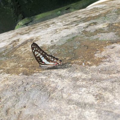 Butterfly on the moon.