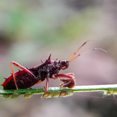 Wheel bugs