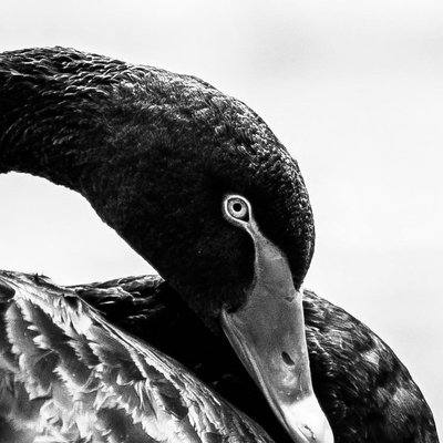 The swan-