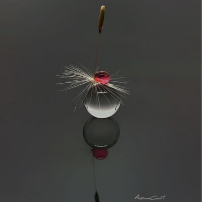 Macro StiL Life Photography