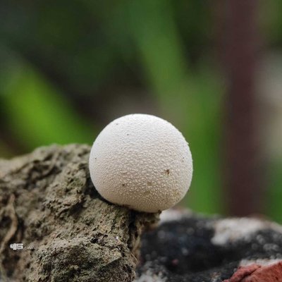 Fungi