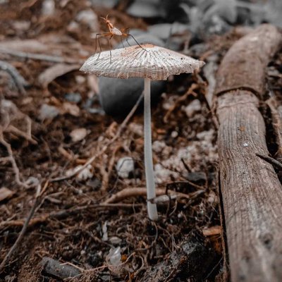 Macro