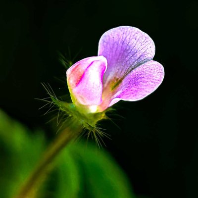 Vicia sativa