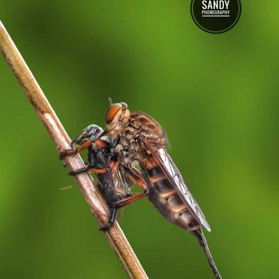 Holcocephala