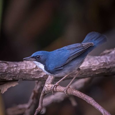 Siberian Blue Robin (Lifer)