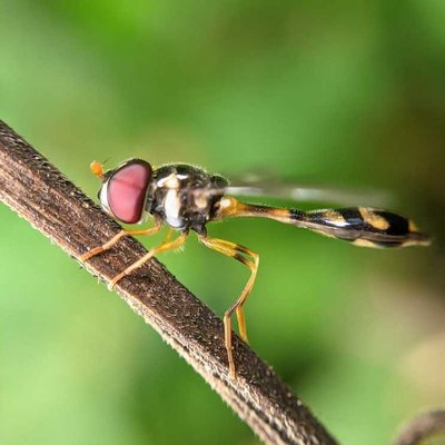 📍baccha elongata