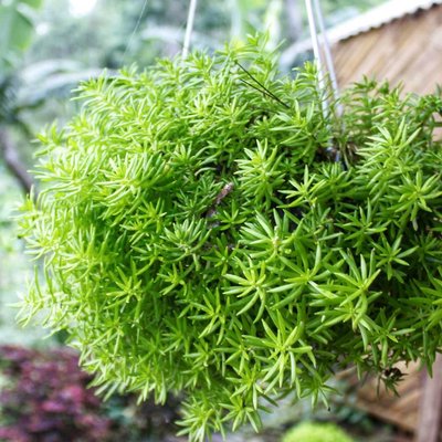 TANAMAN HIAS