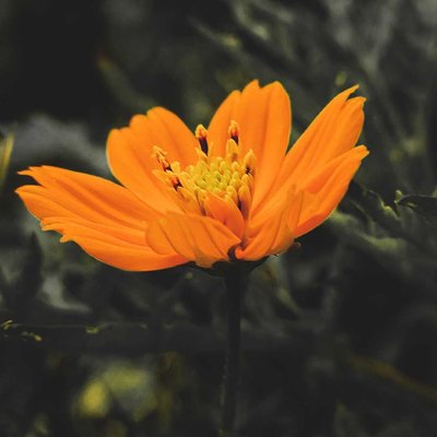 Cosmos Sulphureus
