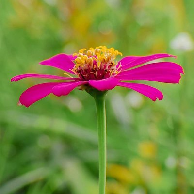 Zinia.