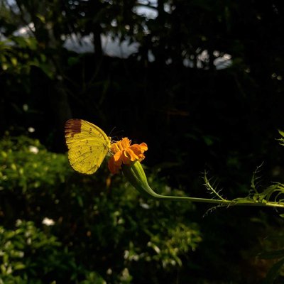 🦋📸