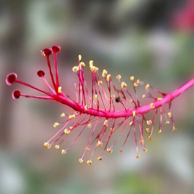 sari bunga hibiscus