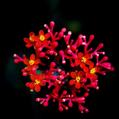 Bunga Jarak Bali (Jatropha podagrica hook)