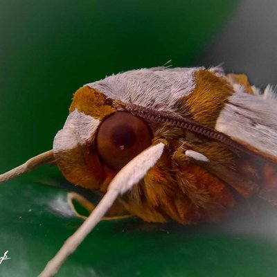 Protambulyx strigilis