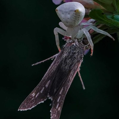 crab Spider killed a moth 