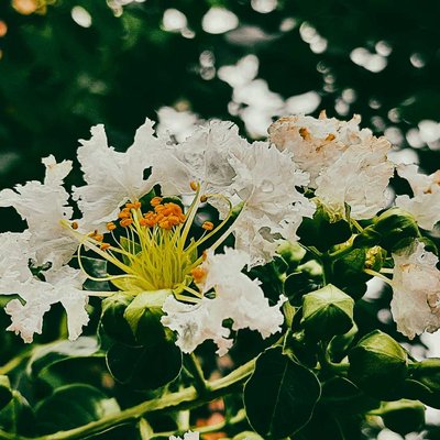 White love🌼🍀