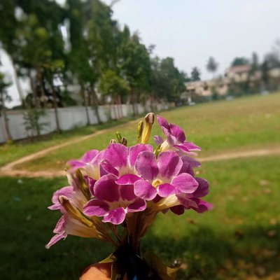 🌷🍀