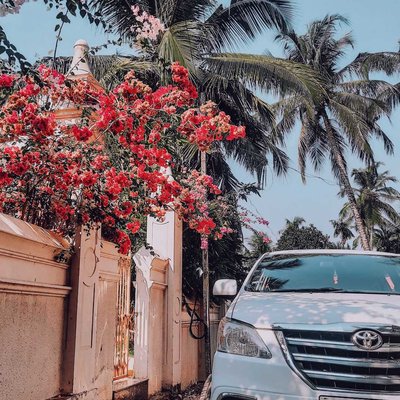 Bougainvillea 