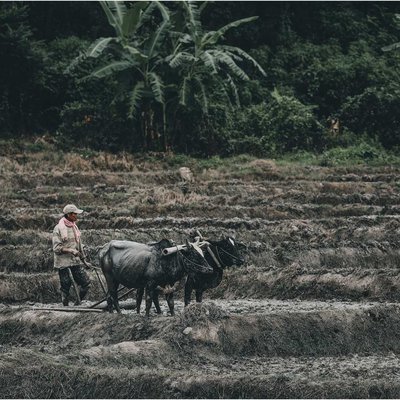 farmer Buffalo working