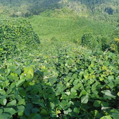 Kudzu