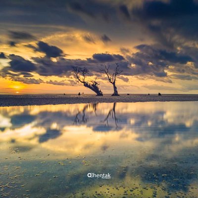 Refleksi Pohon Mati